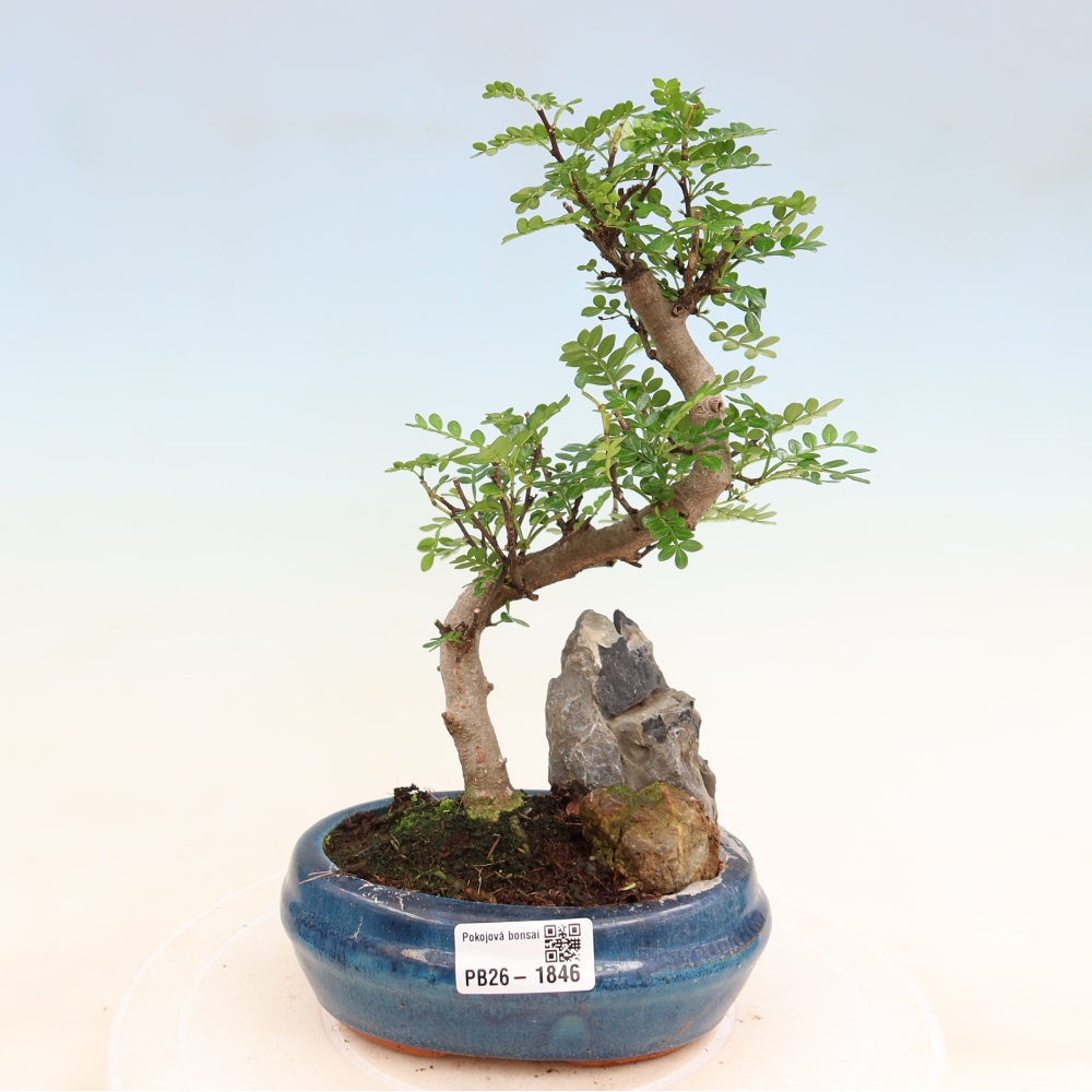 Zimmer Bonsai - Zantoxylum piperitum - Pfefferbaum