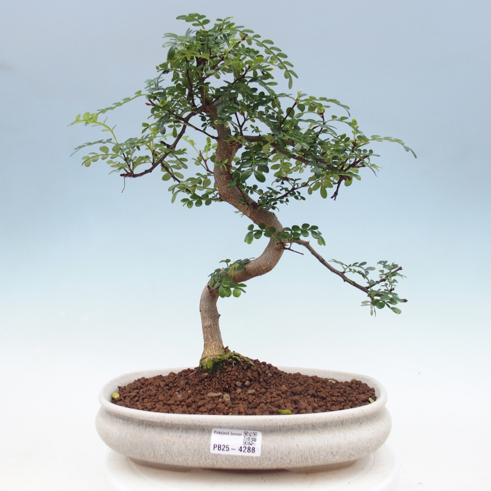 Zimmer Bonsai - Zantoxylum piperitum - Pfefferbaum