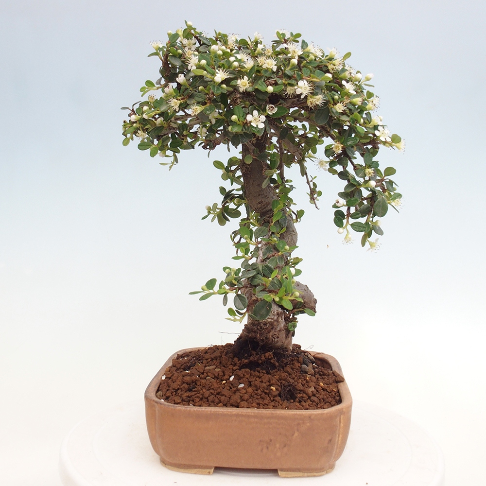Outdoor-Bonsai-Cotoneaster dammeri - Rock Damer