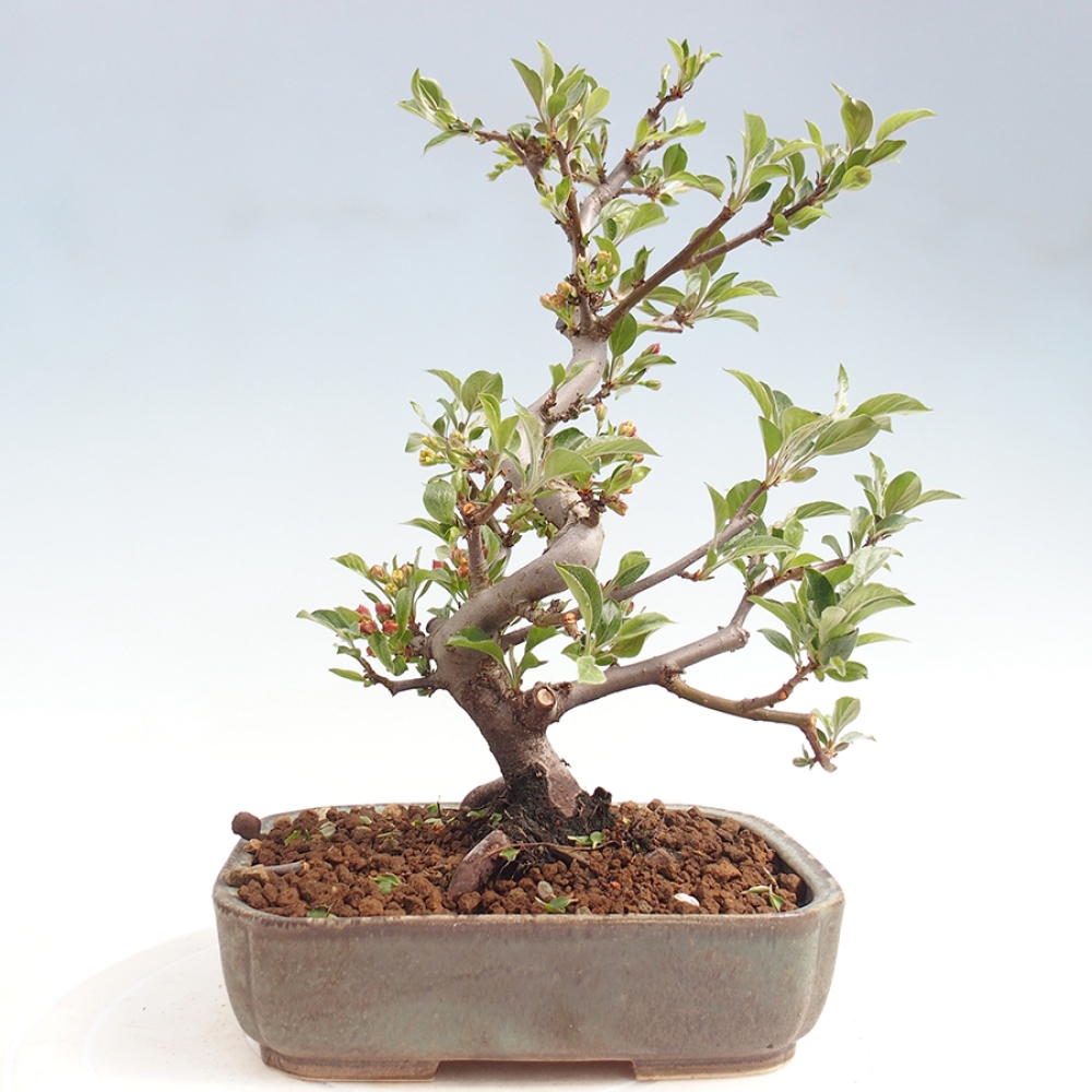 Outdoor Bonsai - Malus sargentii - Kleinfrüchtiger Apfelbaum