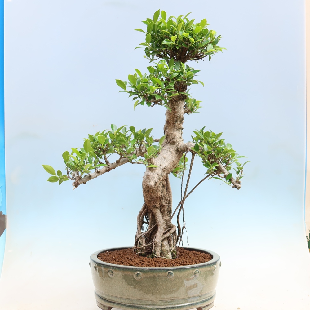 Zimmerbonsai - Ficus kimmen - Kleinblättriger Ficus