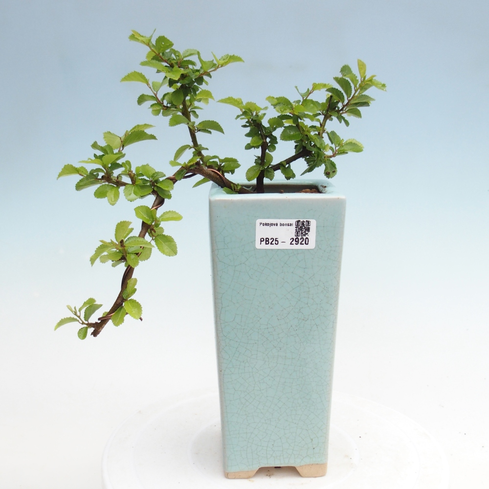 Zimmerbonsai - Grewia occidentalis - Lavendelstern