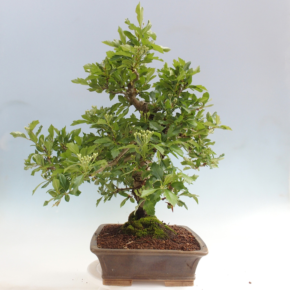 Bonsai im Freien - Weißdorn - Crataegus cuneata