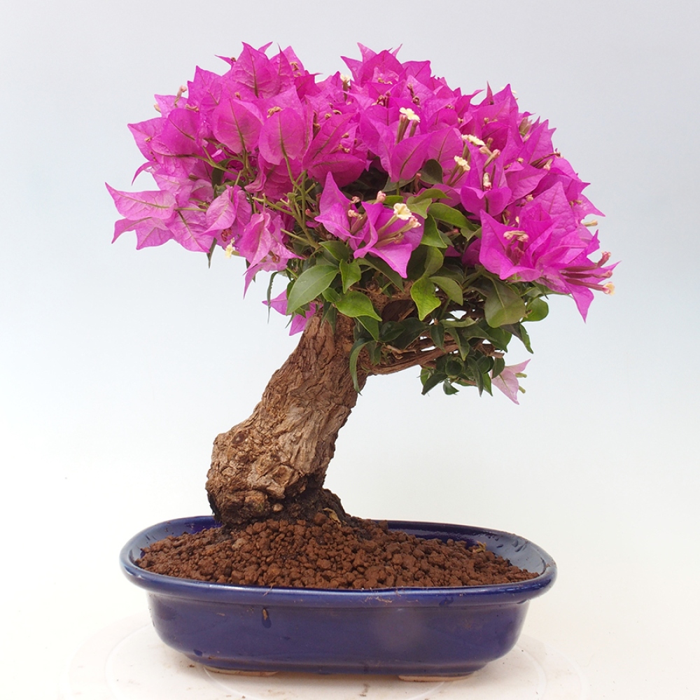 Indoor Bonsai - Bouganwilea