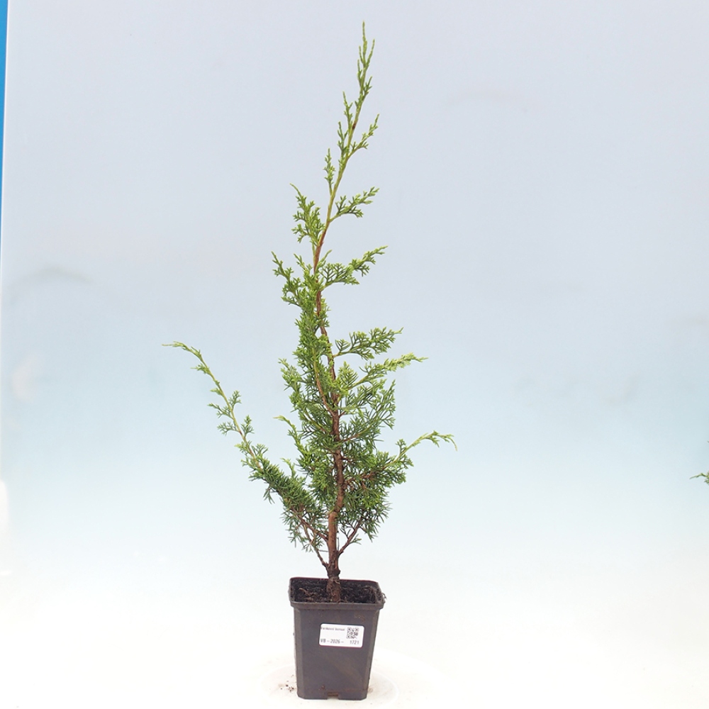 Bonsai für draußen - Juniperus chinensis Itoigawa