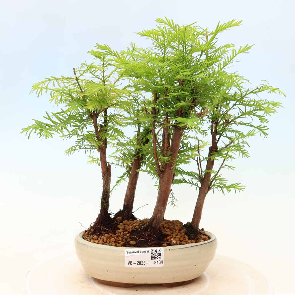Bonsai für den Außenbereich – Metasequoia glyptostroboides – Chinesische Metasequoia – Wäldchen