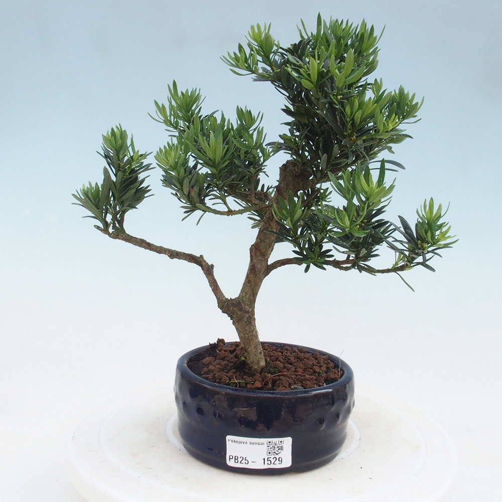Indoor-Bonsai - Podocarpus - Stein tausend