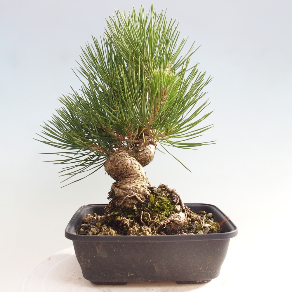 Bonsai für draußen - Pinus thunbergii - Thunberg-Kiefer