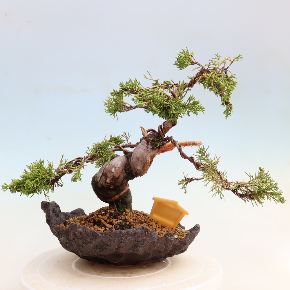 Bonsai für draußen - Juniperus chinensis Itoigawa-Juniperus chinensis