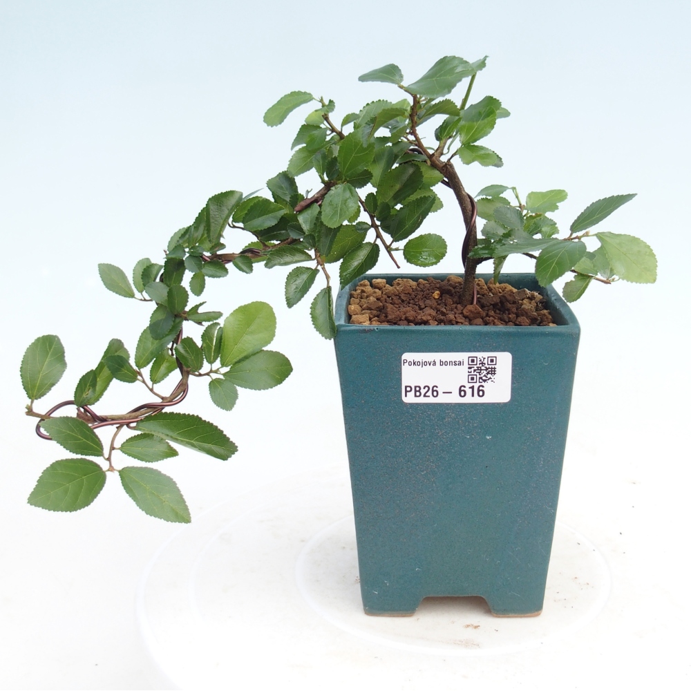 Zimmerbonsai - Grewia occidentalis - Lavendel Seestern