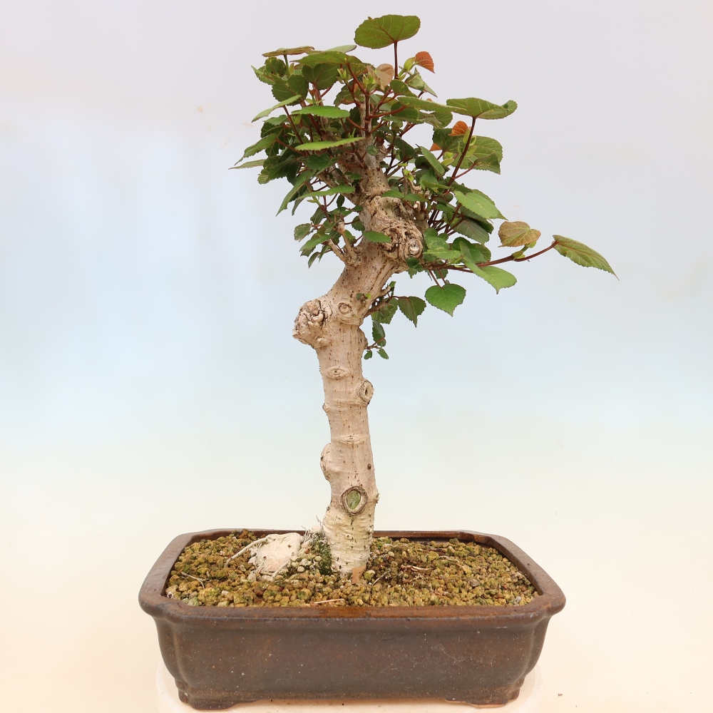 Zimmerbonsai - Hibiscus tiliaceus - Meeres-Hibiskus