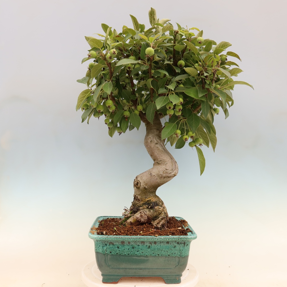 Outdoor-Bonsai -Malus halliana - Kleinfrüchtiger Apfelbaum