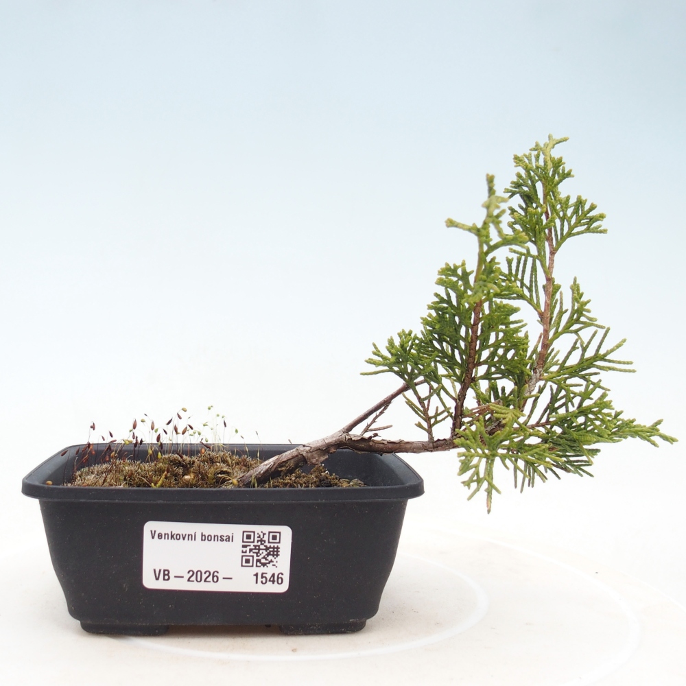 Bonsai für draußen - Juniperus chinensis Itoigawa