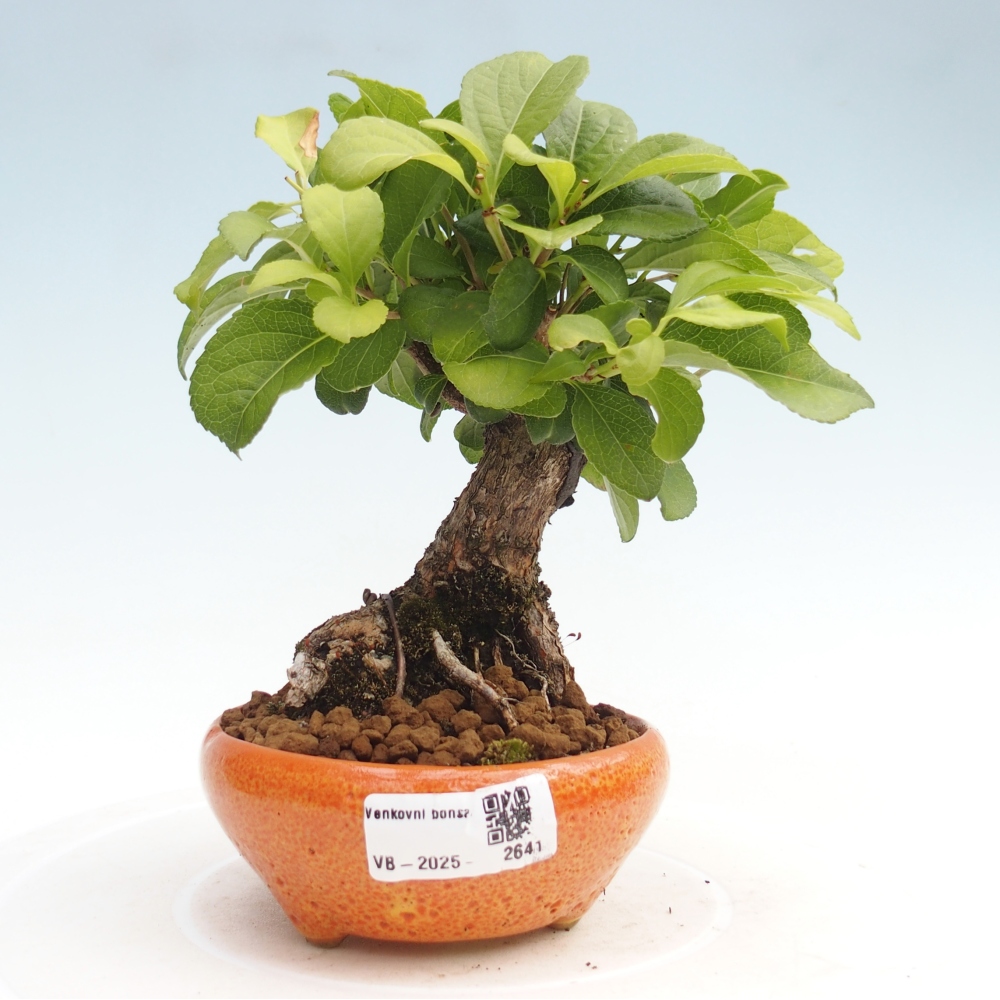 Outdoor-Bonsai - Celastrus Jesenec