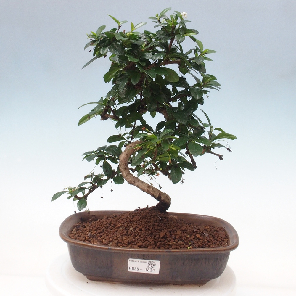 Zimmer Bonsai - Carmona macrophylla - Tea Fuki