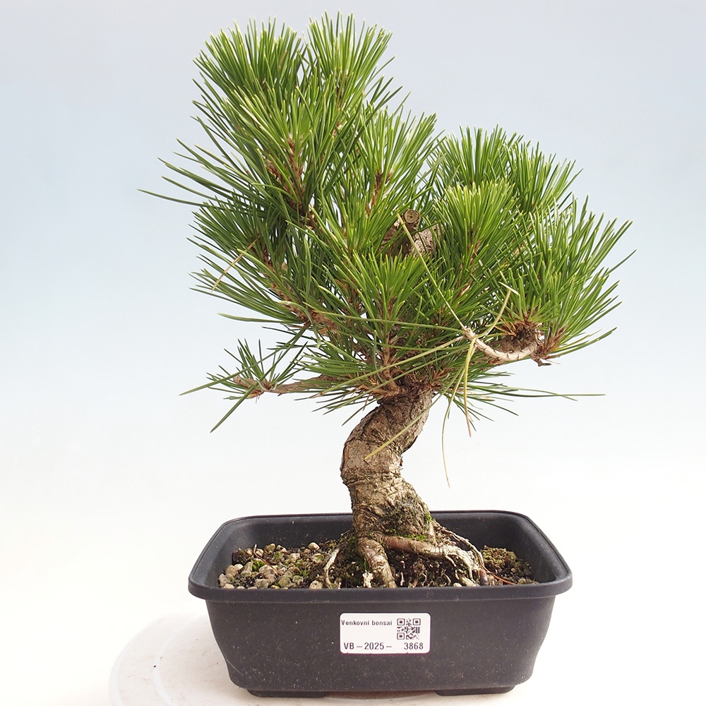 Bonsai für draußen - Pinus thunbergii - Thunberg-Kiefer