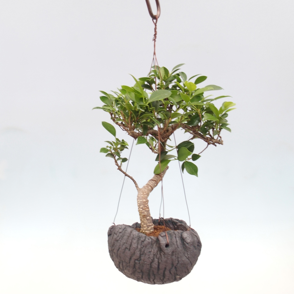 Kokedama in Keramik - kleinblättriger Ficus - Ficus kimmen