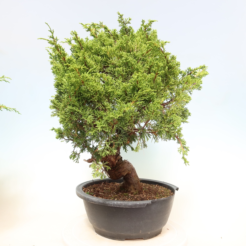 Bonsai für draußen - Juniperus chinensis Itoigawa-Juniperus chinensis