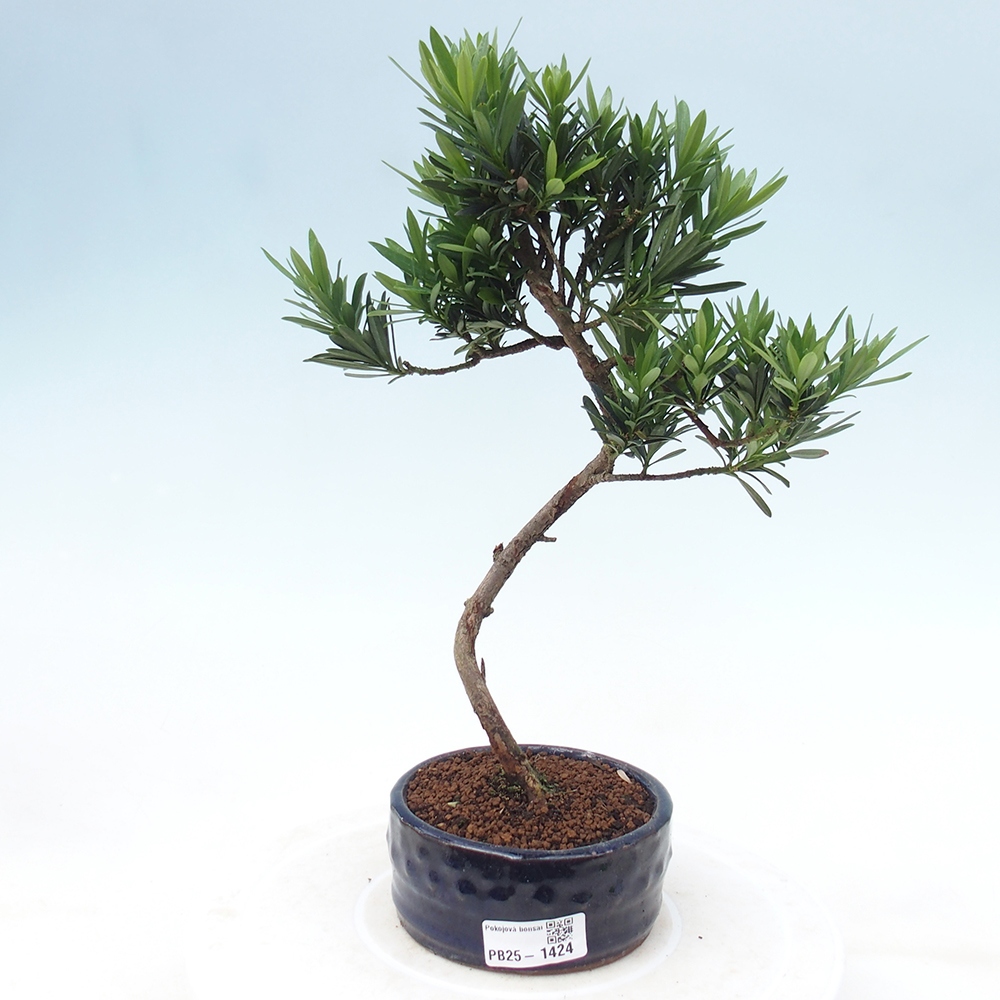 Indoor-Bonsai - Podocarpus - Stein tausend