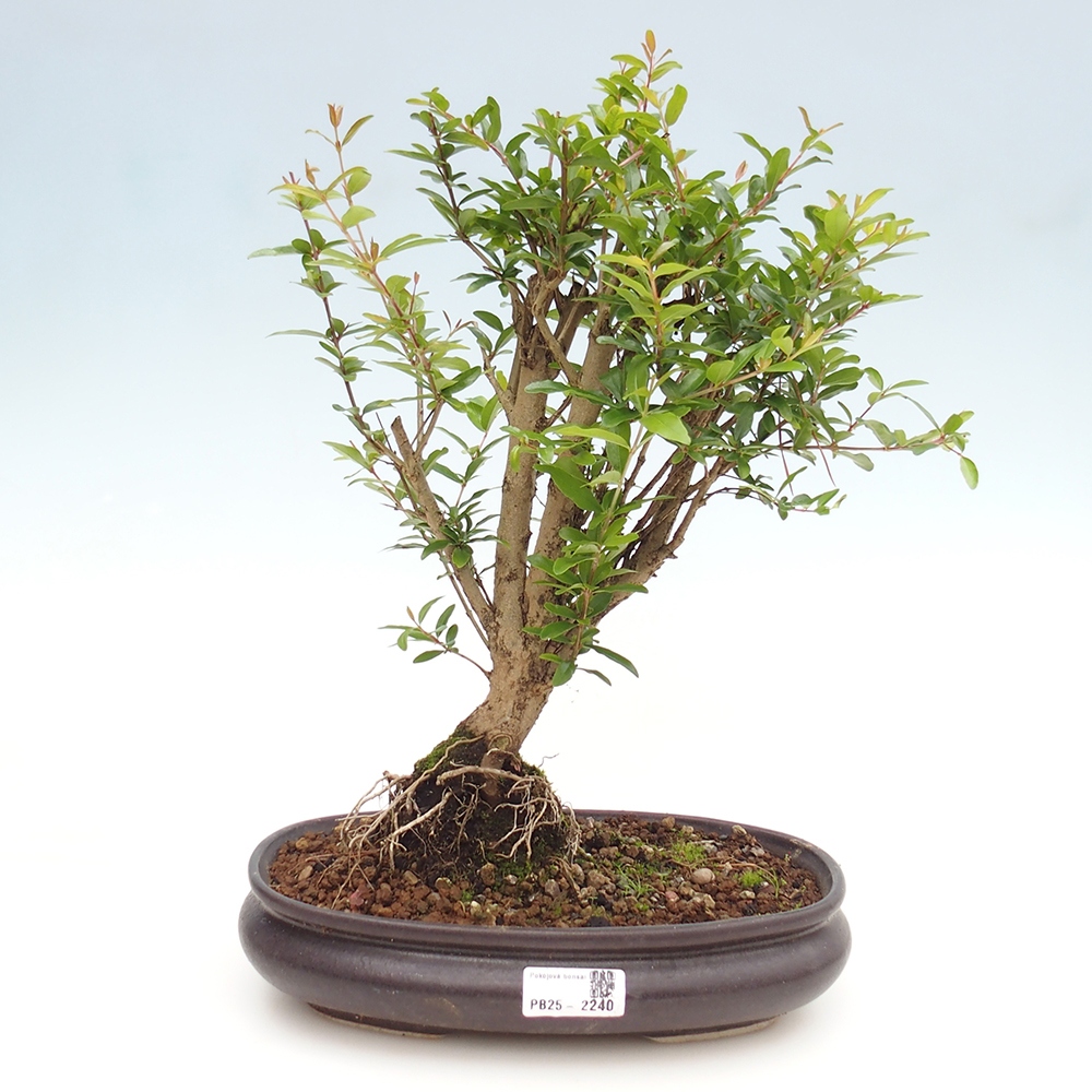 Zimmer Bonsai-PUNICA Granatum Nana-Granatapfel