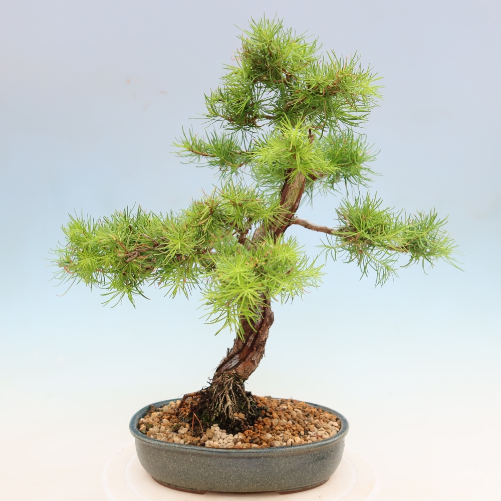 Bonsai für draußen -Larix decidua - Lärche