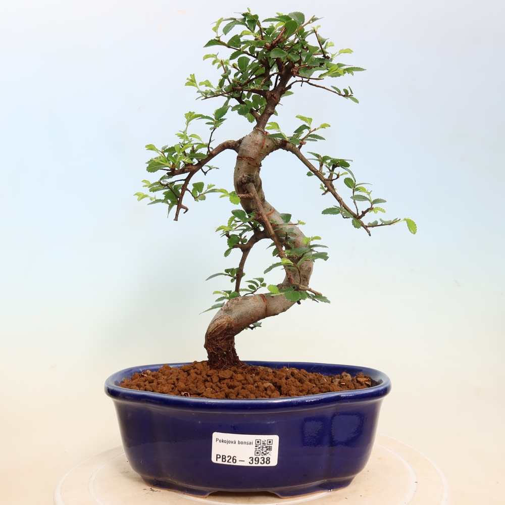 Zimmerbonsai - Ulmus parvifolia - Kleinblättrige Ulme