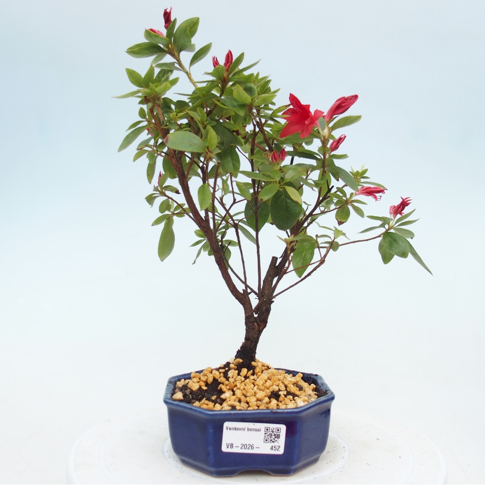 Bonsai für draußen - Japanische Azalee - Azalea sp.