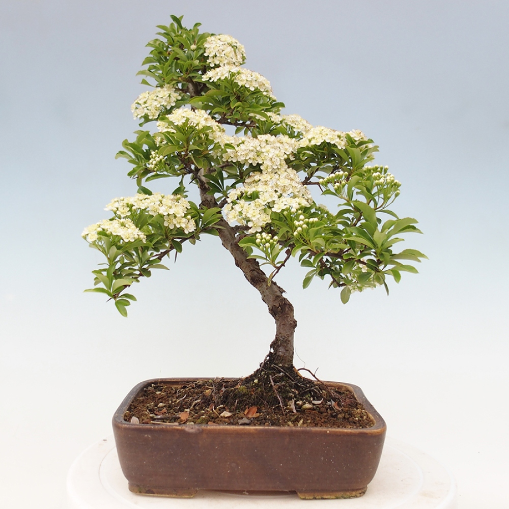 Outdoor Bonsai-Pyracanta Teton -Bäckerei
