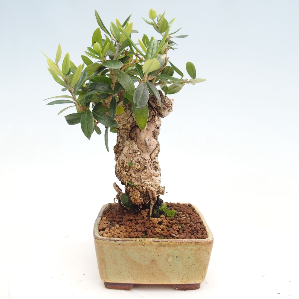 Indoor-Bonsai - Olea europaea sylvestris - Europäisches kleinblättriges Olivenöl