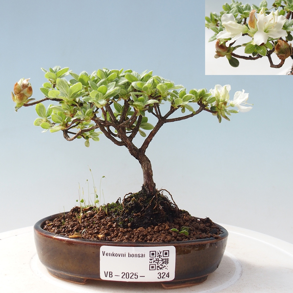 Outdoor-Bonsai - Rododendron indicum - Japanische Azalee
