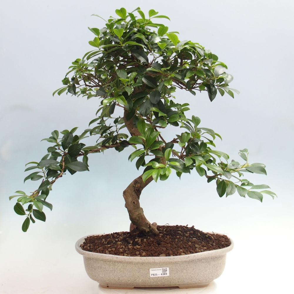 Zimmerbonsai - Australische Kirsche - Eugenia uniflora - NUR PERSÖNLICHE ABHOLUNG oder Palettentransport