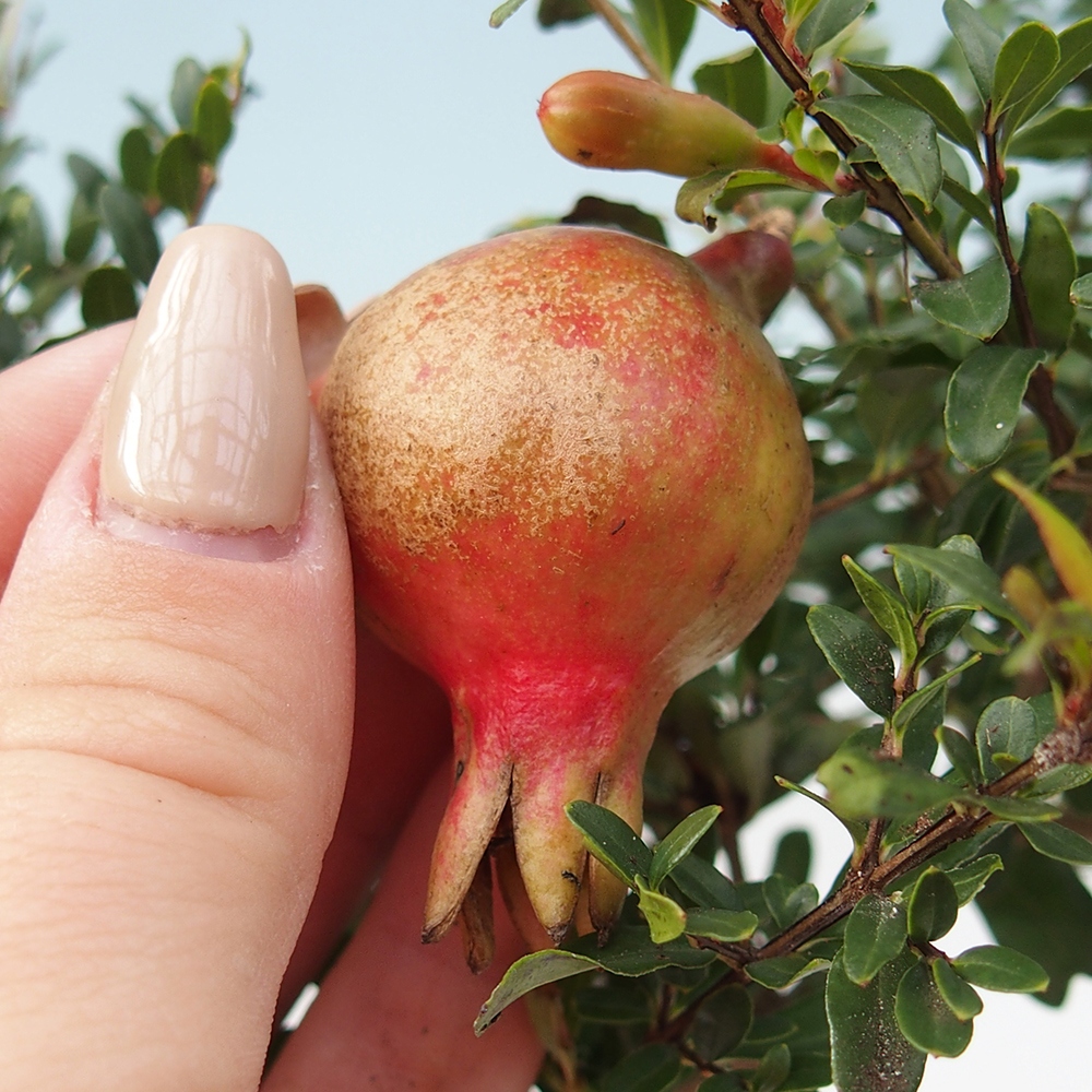 Zimmer Bonsai-PUNICA Granatum Nana-Granatapfel