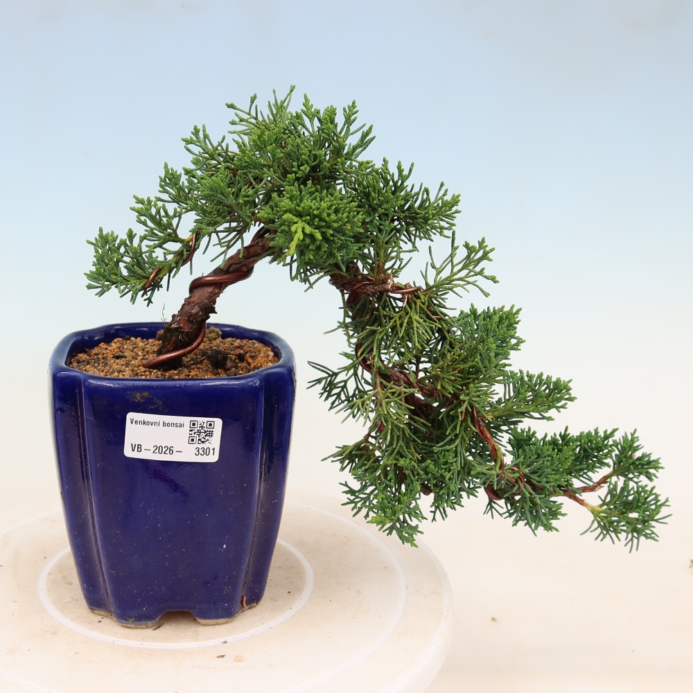 Bonsai für draußen - Juniperus chinensis Kishu