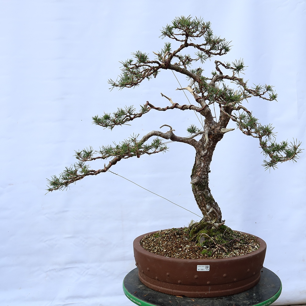 Pinus sylvestris Spanien – Waldkiefer
