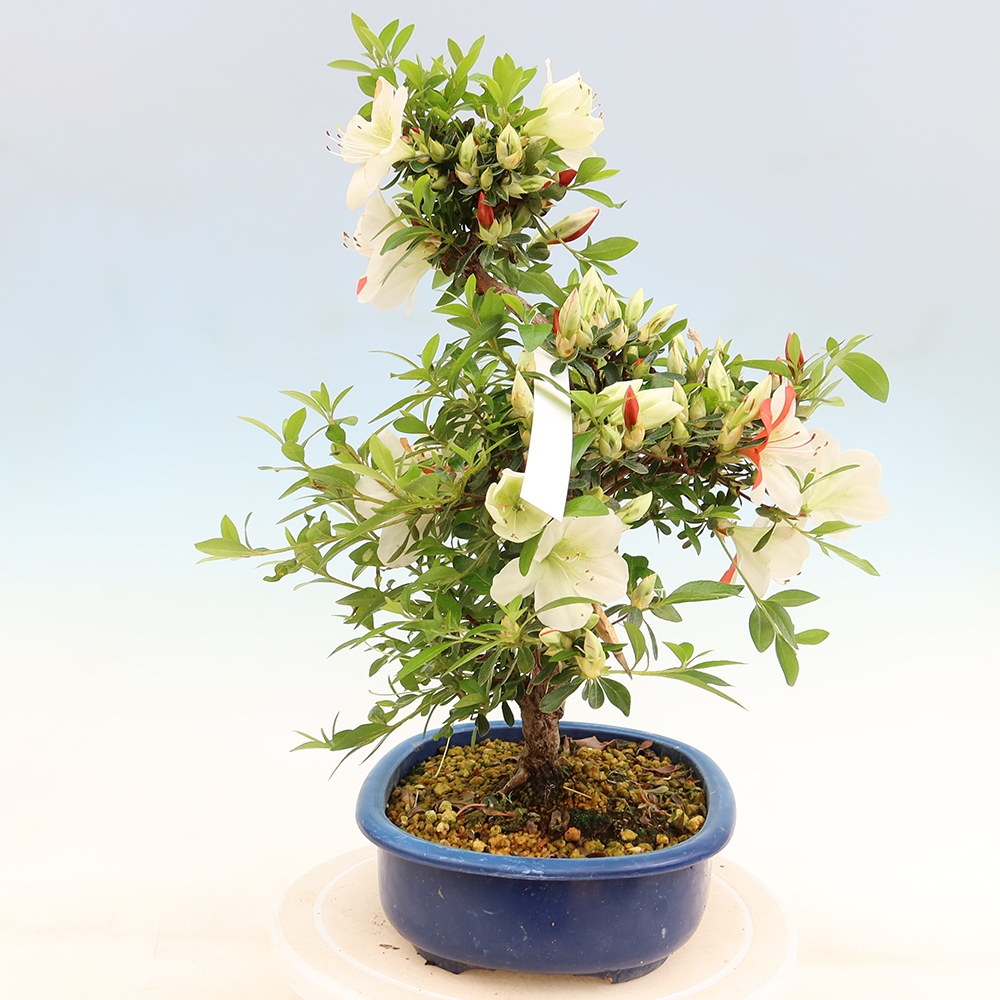 Bonsai für draußen - Japanische Azalee - Azalee Asahi-no-izumi