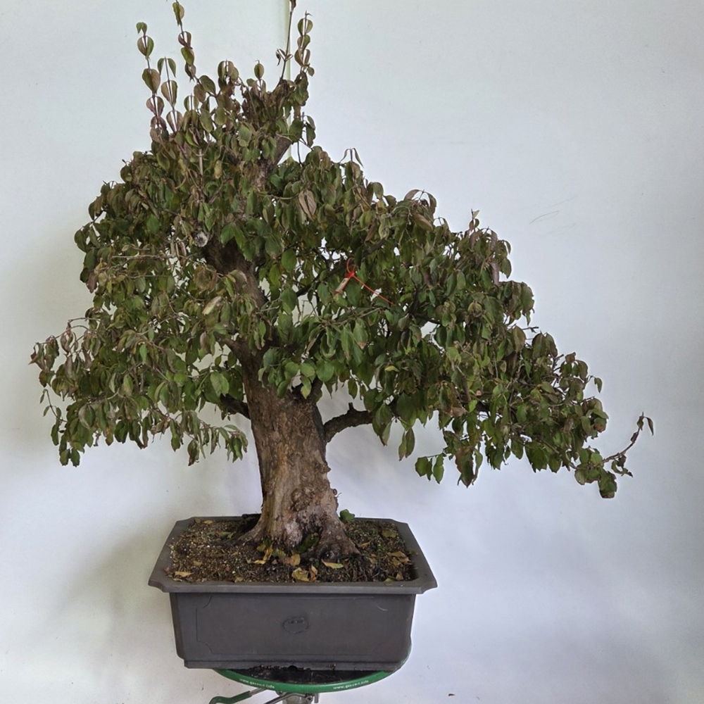 Bonsai Hartriegel für draußen - Cornus Mas