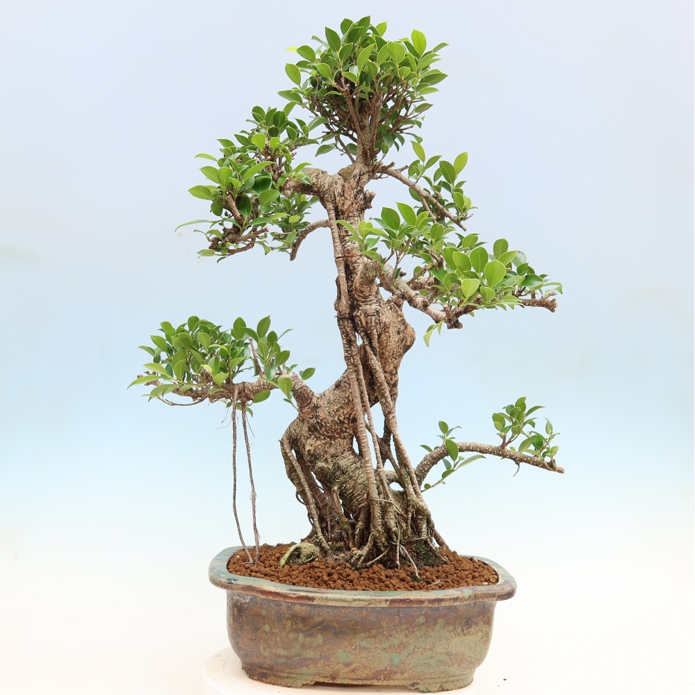 Zimmerbonsai - Ficus kimmen - Kleinblättriger Ficus