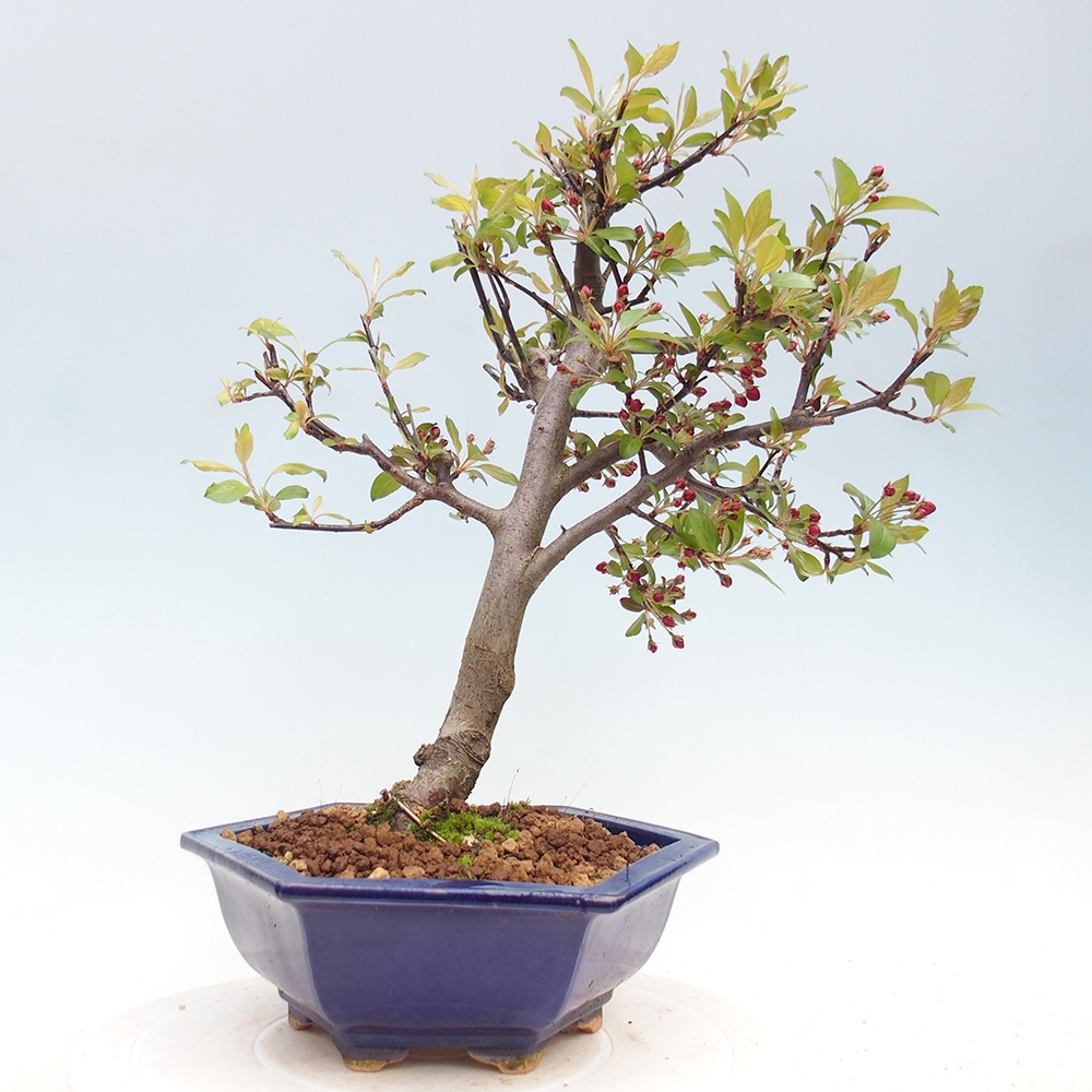 Outdoor-Bonsai -Malus domestica - Kleinfrüchtiger rotblättriger Apfelbaum