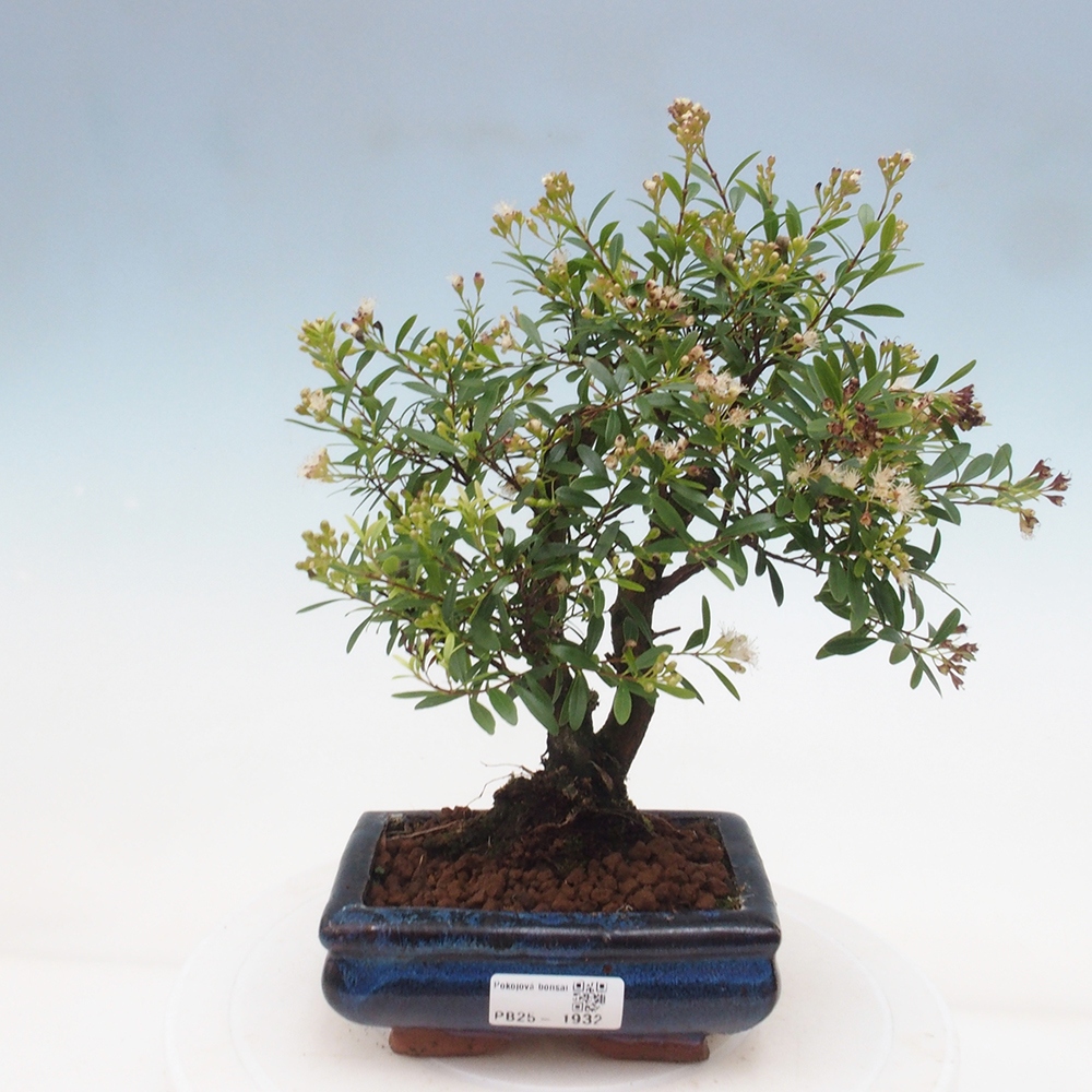 Zimmer Bonsai - Syzygium - Pimentovník