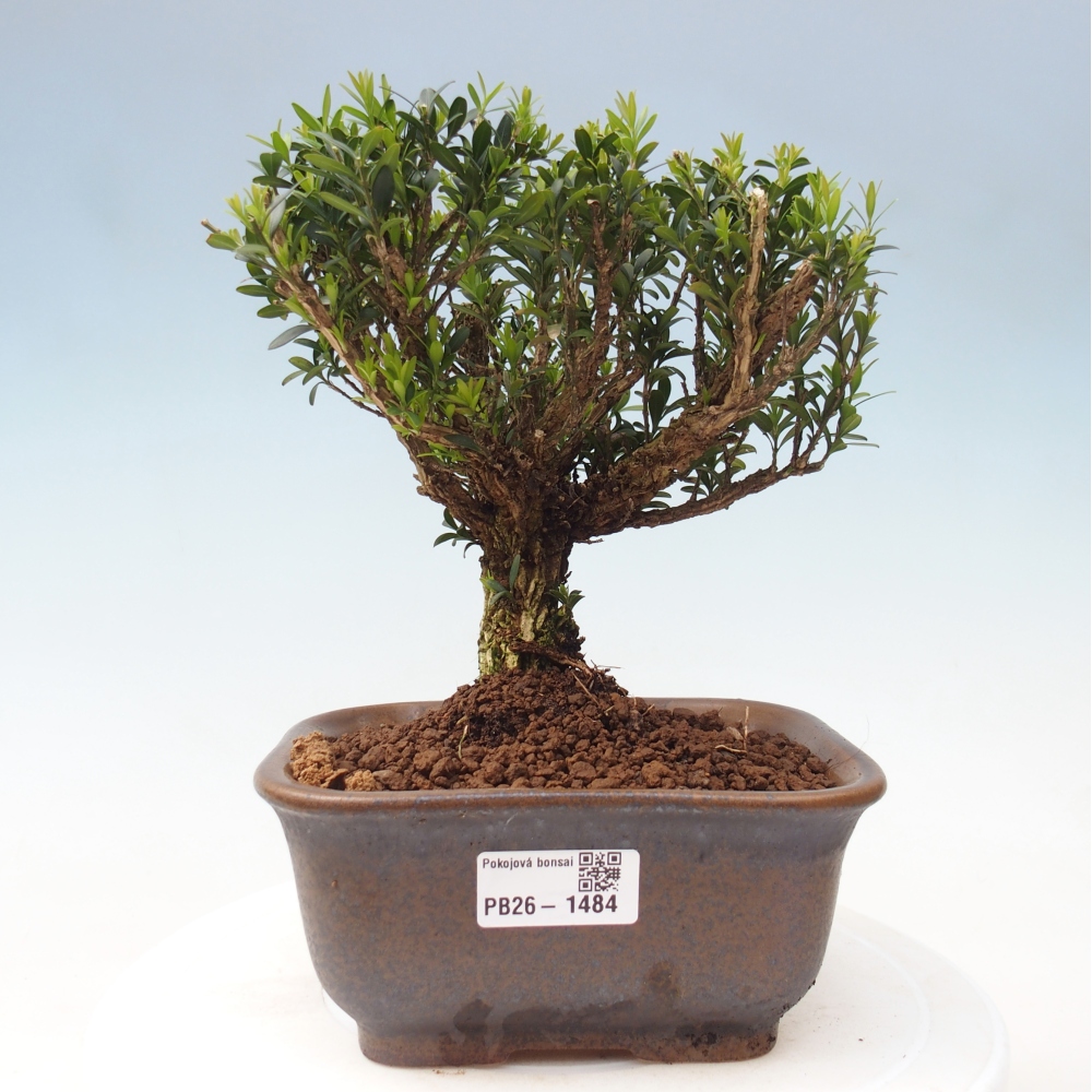 Zimmer Bonsai - Buxus harlandii - Korkbuxus