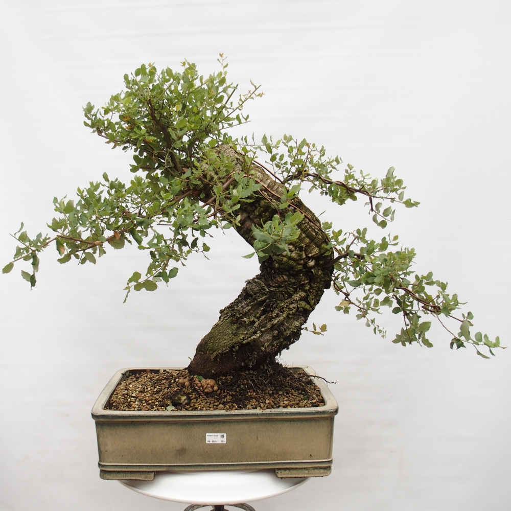 Outdoor-Bonsai Quercus suber - Kork-Eiche