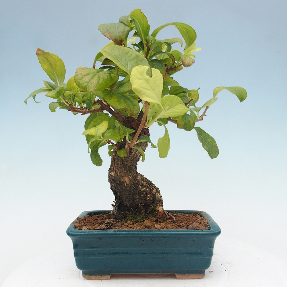 Outdoor-Bonsai - Celastrus Jesenec