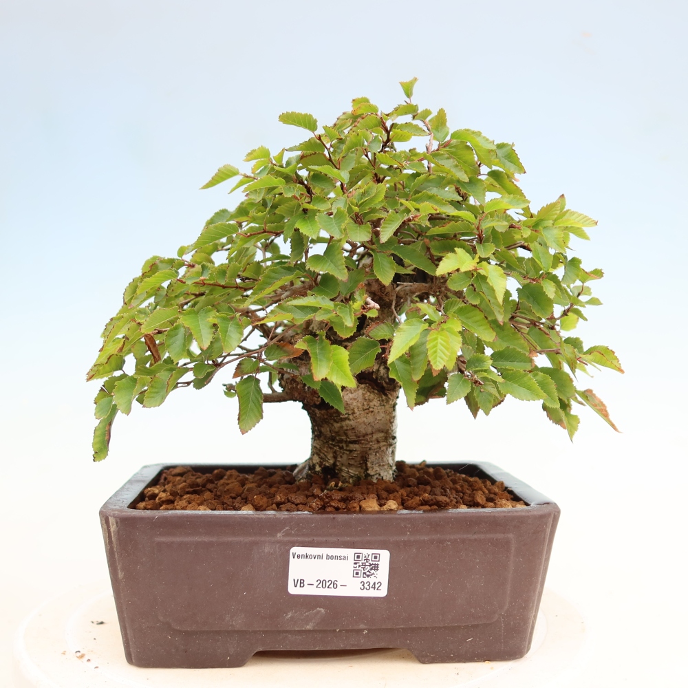 Bonsai für draußen - Karpinus Coreana - Koreanische Hainbuche