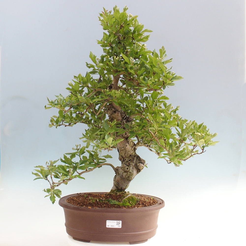 Bonsai im Freien - Weißdorn - Crataegus cuneata