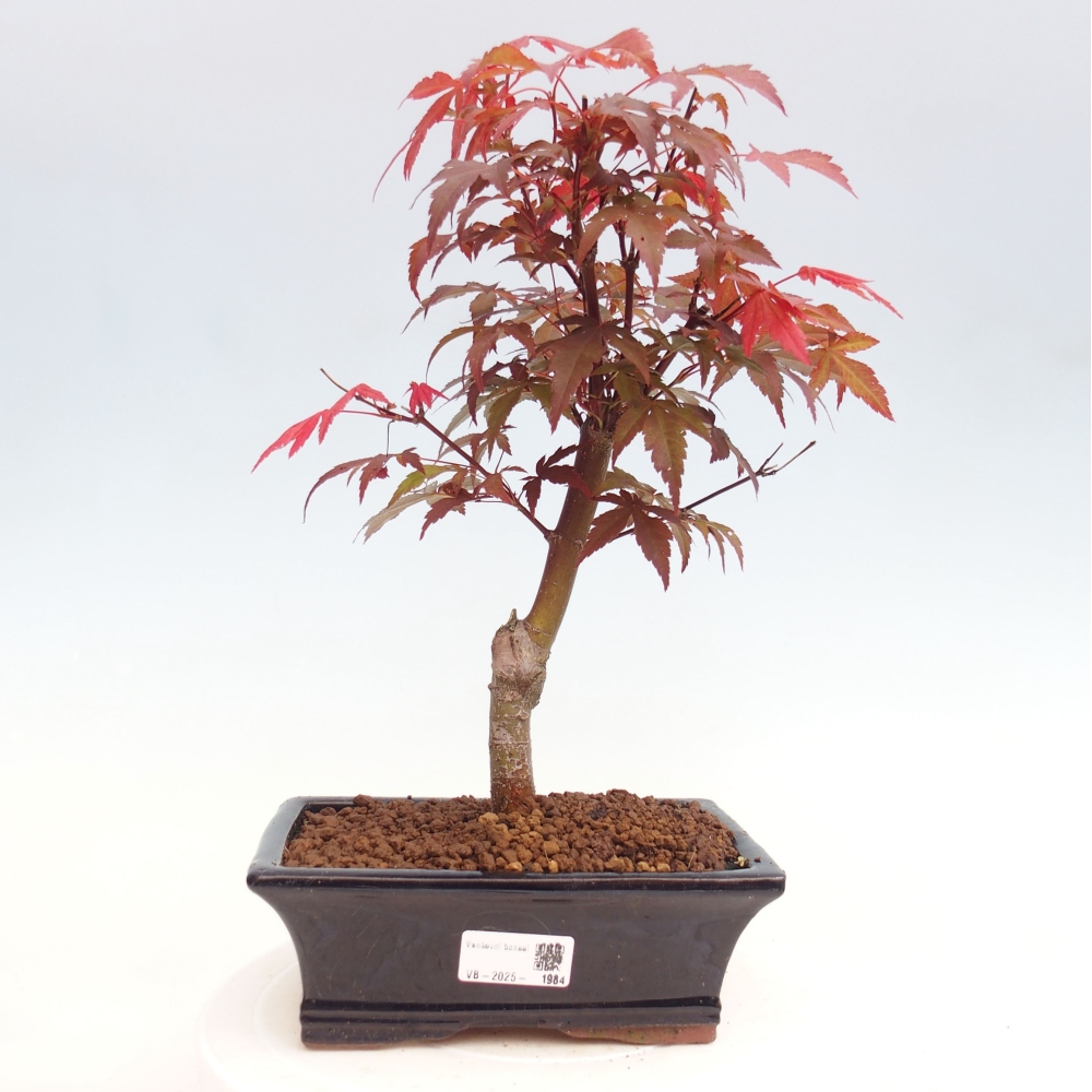 Bonsai im Freien - Acer-Palme. Atropurpureum-Palmenblatt-Ahorn