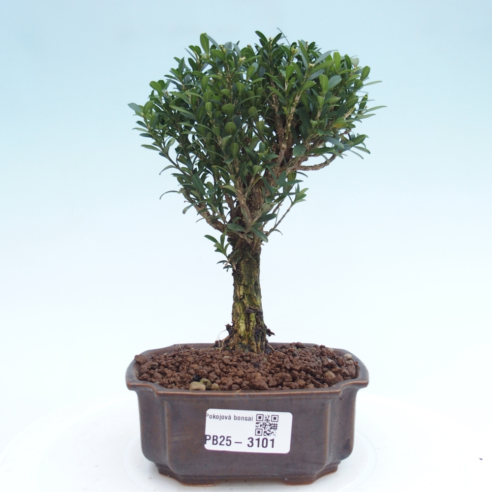 Zimmer Bonsai - Buxus harlandii - Kork Buchsbaum