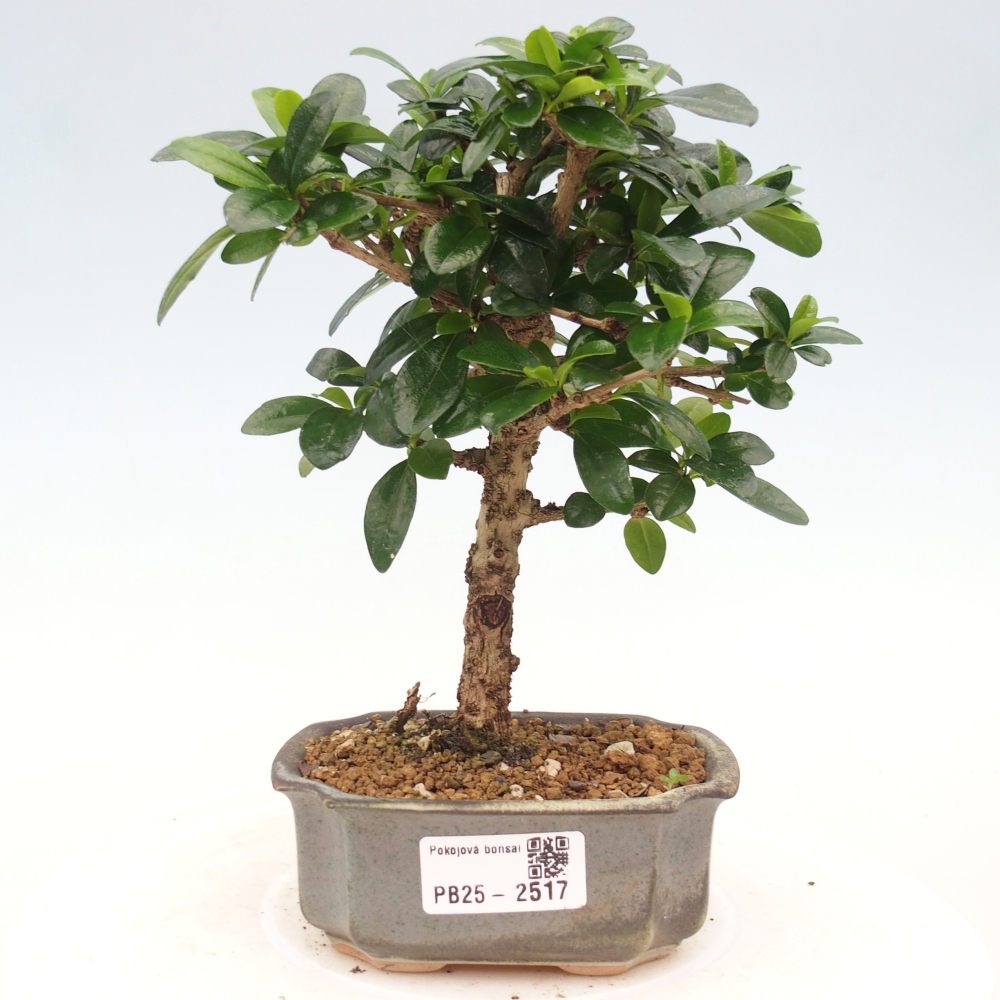 Zimmerbonsai - Carmona Macrophylla - Fuki-Tee