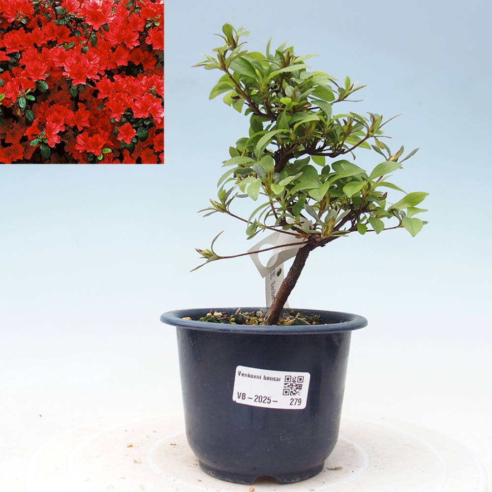 Bonsai im Freien - Japanische Azalee - Azalea Benibeni
