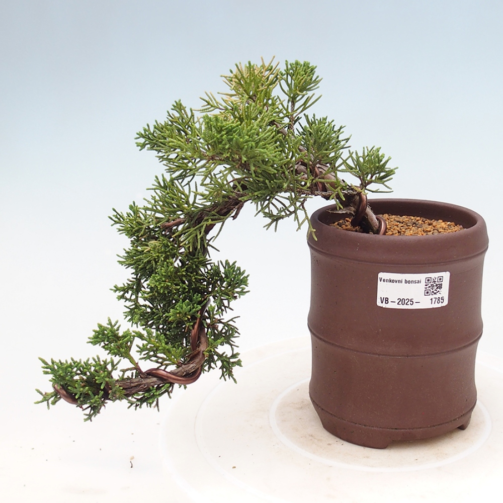 Bonsai im Freien - Juniperus chinensis Kishu - Chinesischer Wacholder