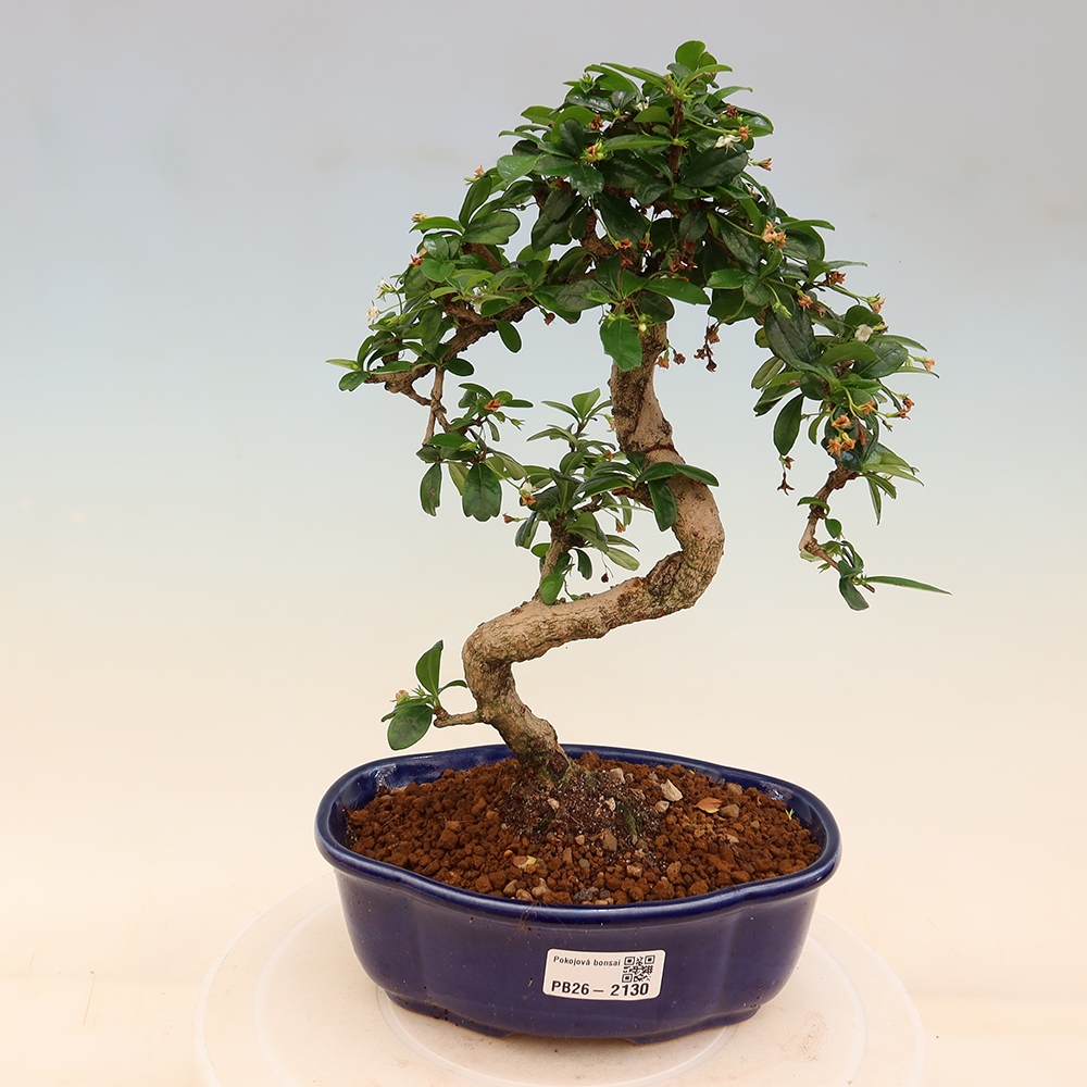 Zimmer-Bonsai - Carmona macrophylla - Tee-Fuki